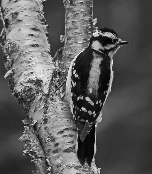 Fluffy Woodpecher on a Small Tree Trunk